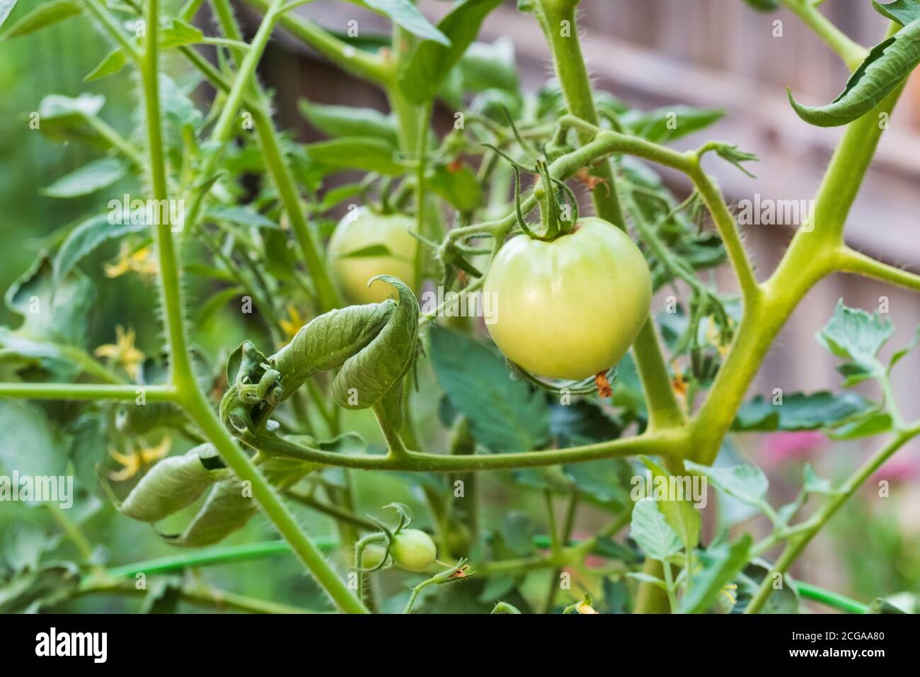 Plante de tomate « célébrité » avec des tomates en pleine croissance sur la vigne montrant le gondolage des feuilles. Kansas, États-Unis. Banque D'Images