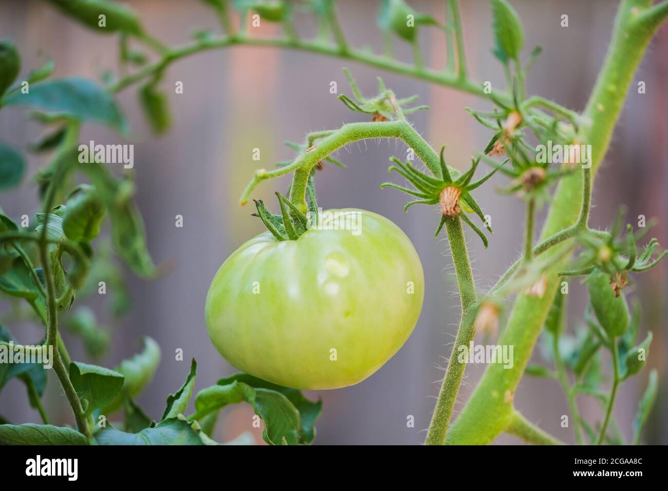 Gros plan d'une tomate Beefmaster avec les feuilles présentant un gondolage des feuilles le plus probable à partir d'une chaleur extrême. Kansas, États-Unis. Banque D'Images