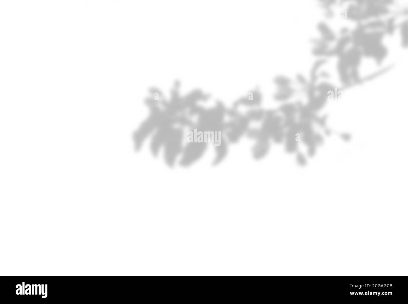 Arrière-plan d'été des ombres des plantes. Ombre de feuilles d'arbre sur un mur blanc. Blanc et noir pour superposer une photo ou une maquette Banque D'Images
