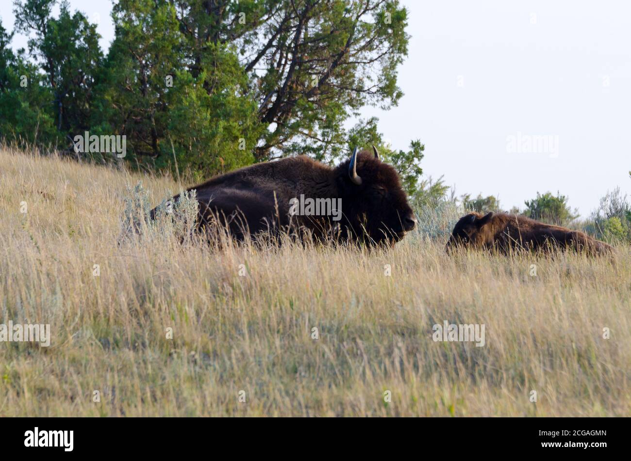 Parc national Theodore Roosevelt Banque D'Images