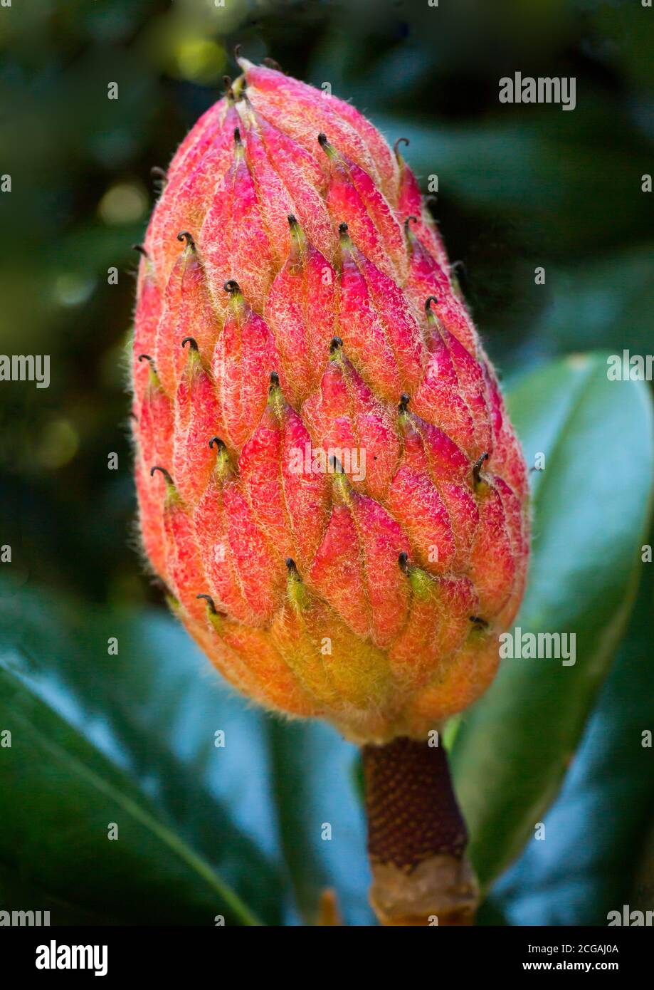 Gros plan d'une graine d'arbre magnolia mûrissant prête à mettre des graines. Banque D'Images