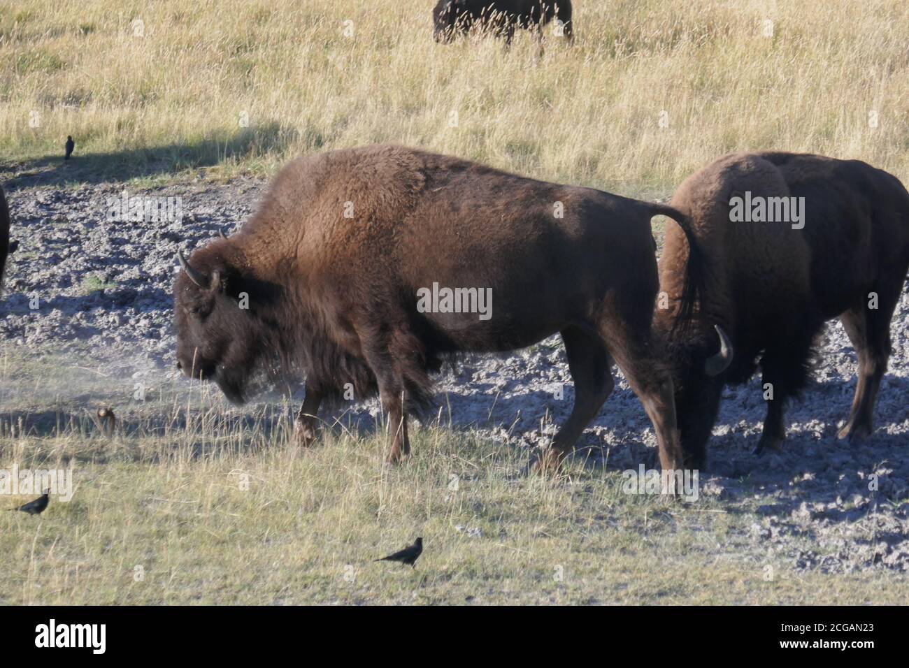 Bison dans la vallée de Lamar, parc national de Yellowstone, Wyoming Banque D'Images
