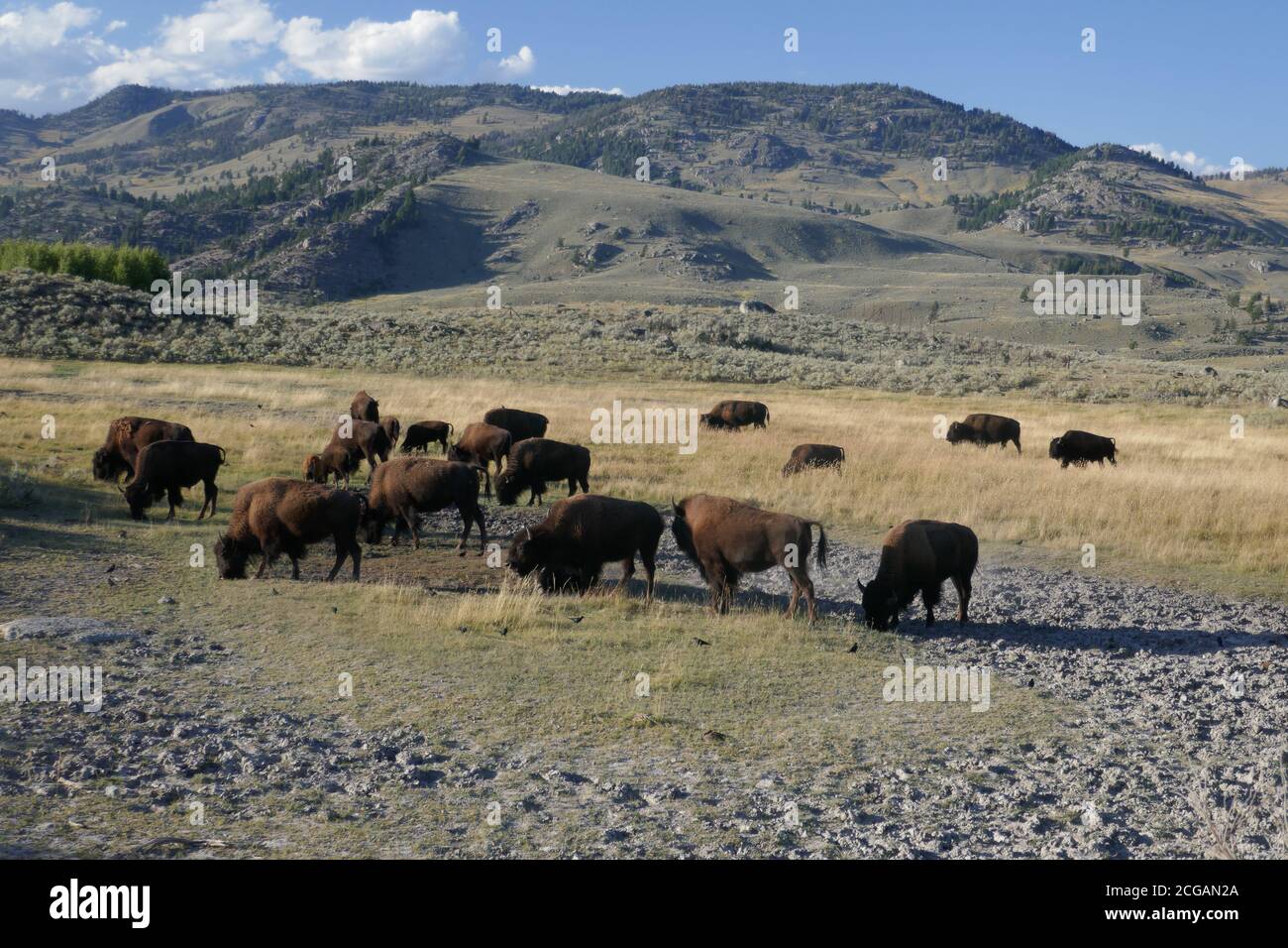 Bisons en pâturage dans la vallée de Lamar, parc national de Yellowstone, Wyoming Banque D'Images