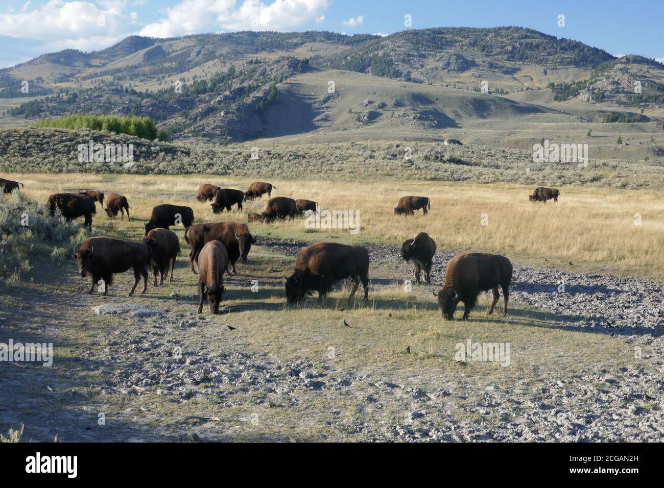 Troupeau de bisons en pâturage dans la vallée de Lamar, parc national de Yellowstone, Wyoming Banque D'Images