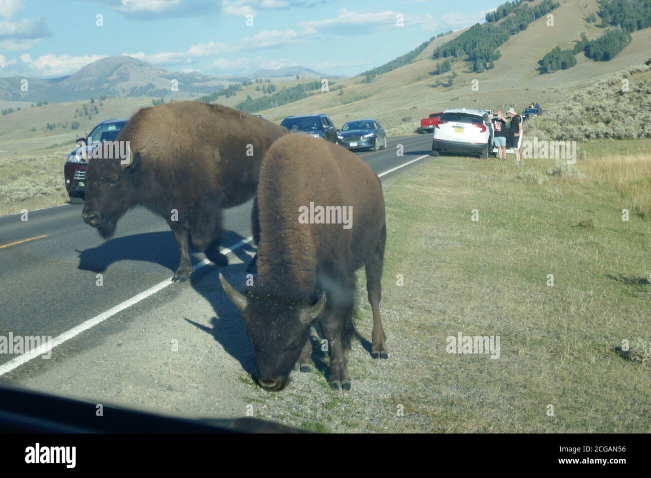 Route de blocage de bison dans la vallée de Lamar, parc national de Yellowstone, Wyoming Banque D'Images