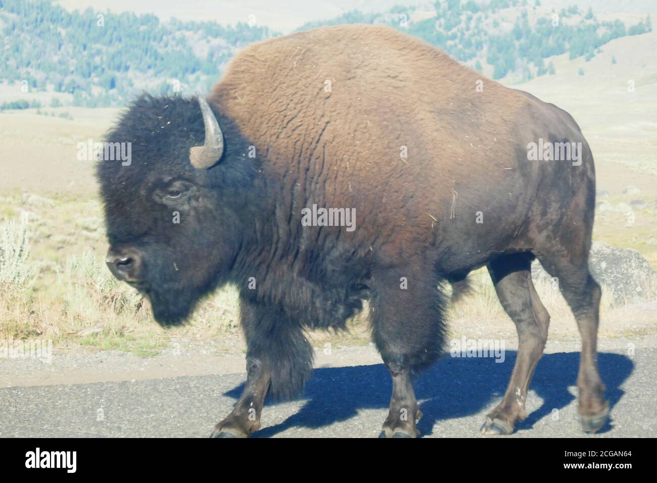 Big Male Bison dans la vallée de Lamar, parc national de Yellowstone, Wyoming Banque D'Images