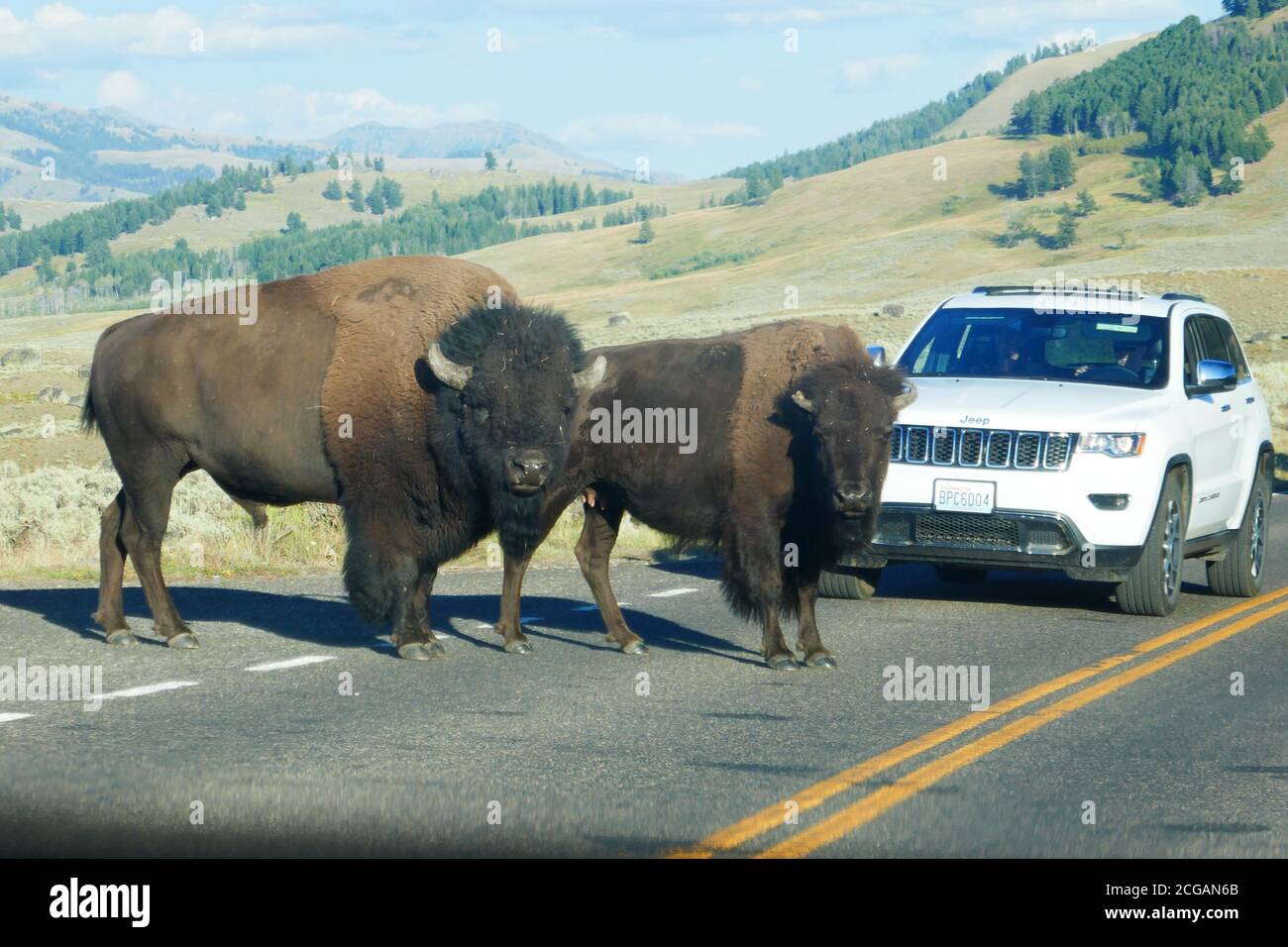 Paire de Bison bloquant la route dans la vallée de Lamar, parc national de Yellowstone, Wyoming Banque D'Images