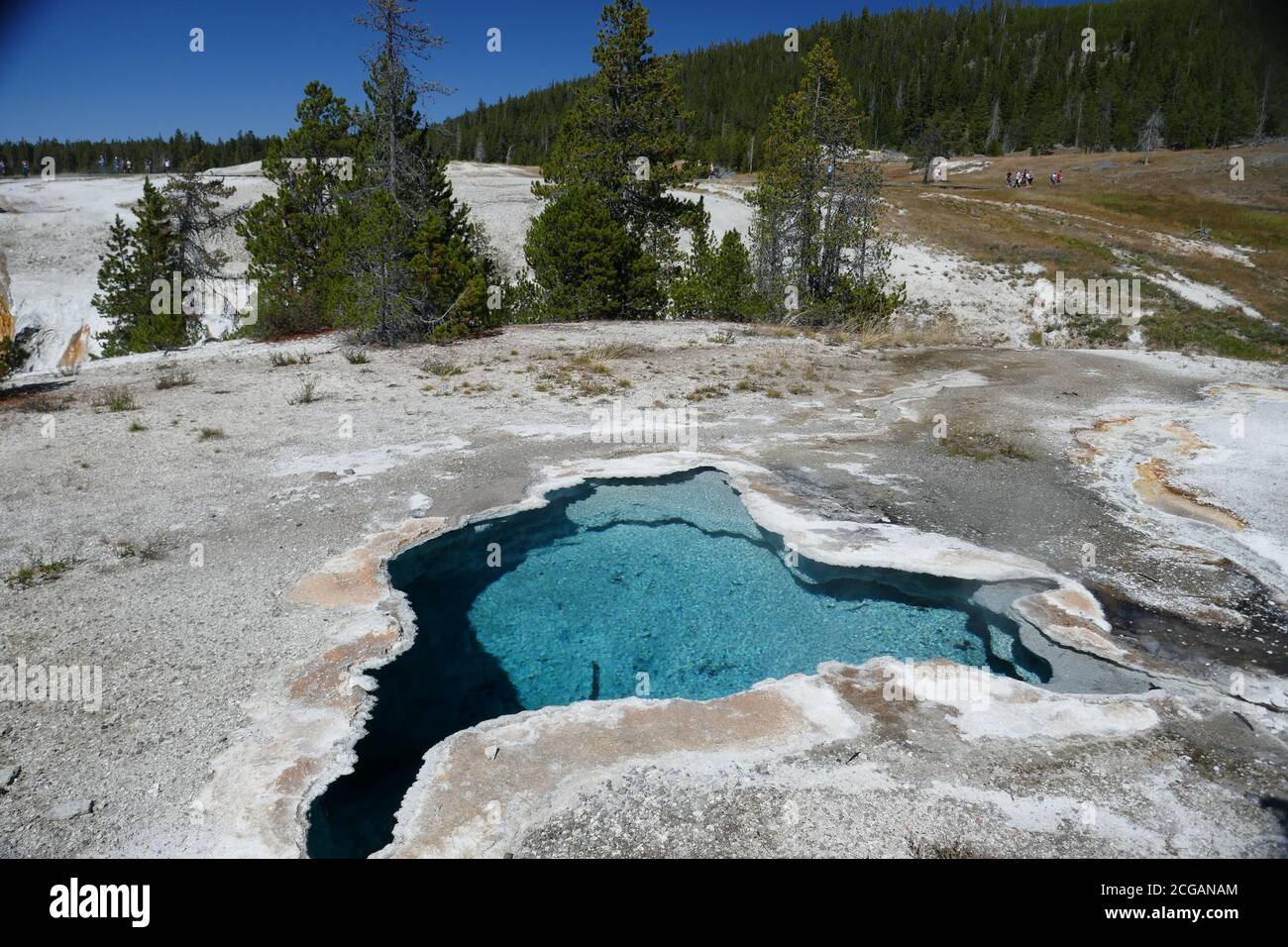 Source cardiaque près du geyser du Lion, bassin supérieur du geyser, parc national de Yellowstone, Wyoming Banque D'Images