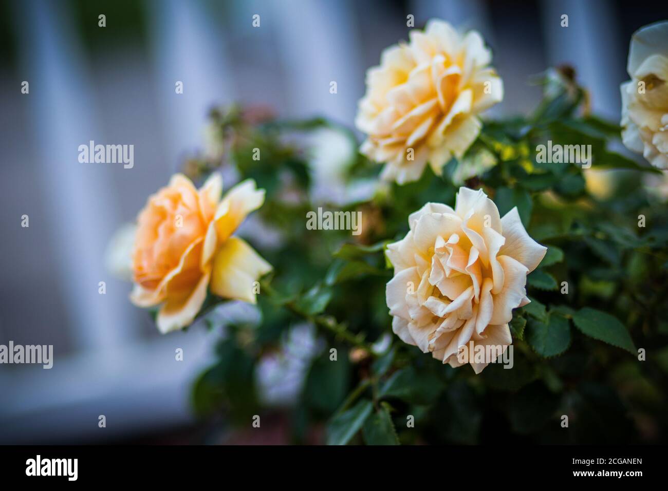 Magnifiques roses orange Golden Garden Banque D'Images