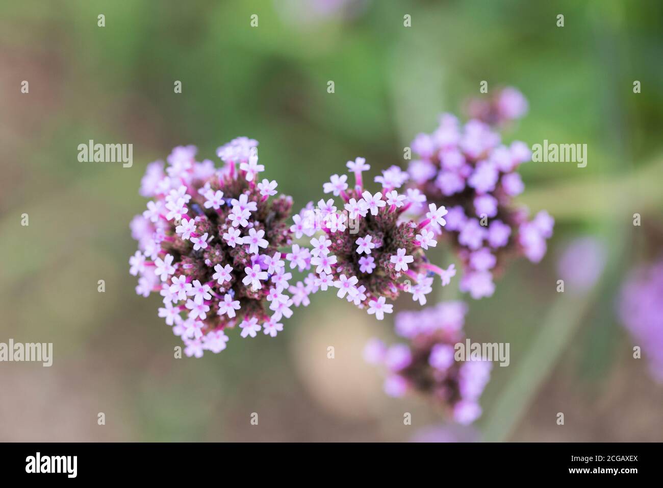 Verveine bonariensis (connue sous le nom de purpetop vervain, clustertop vervain, Argentine vervain, grand verveine ou joli verveine). Banque D'Images