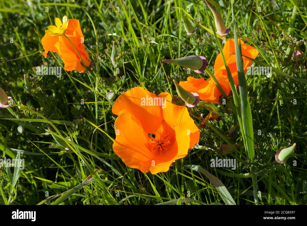 Des coquelicots de Californie et d'autres fleurs sauvages fleurissent le long de la Cuesta Trail au parc régional de Las Trampas dans le district de parc régional d'East Bay. Banque D'Images