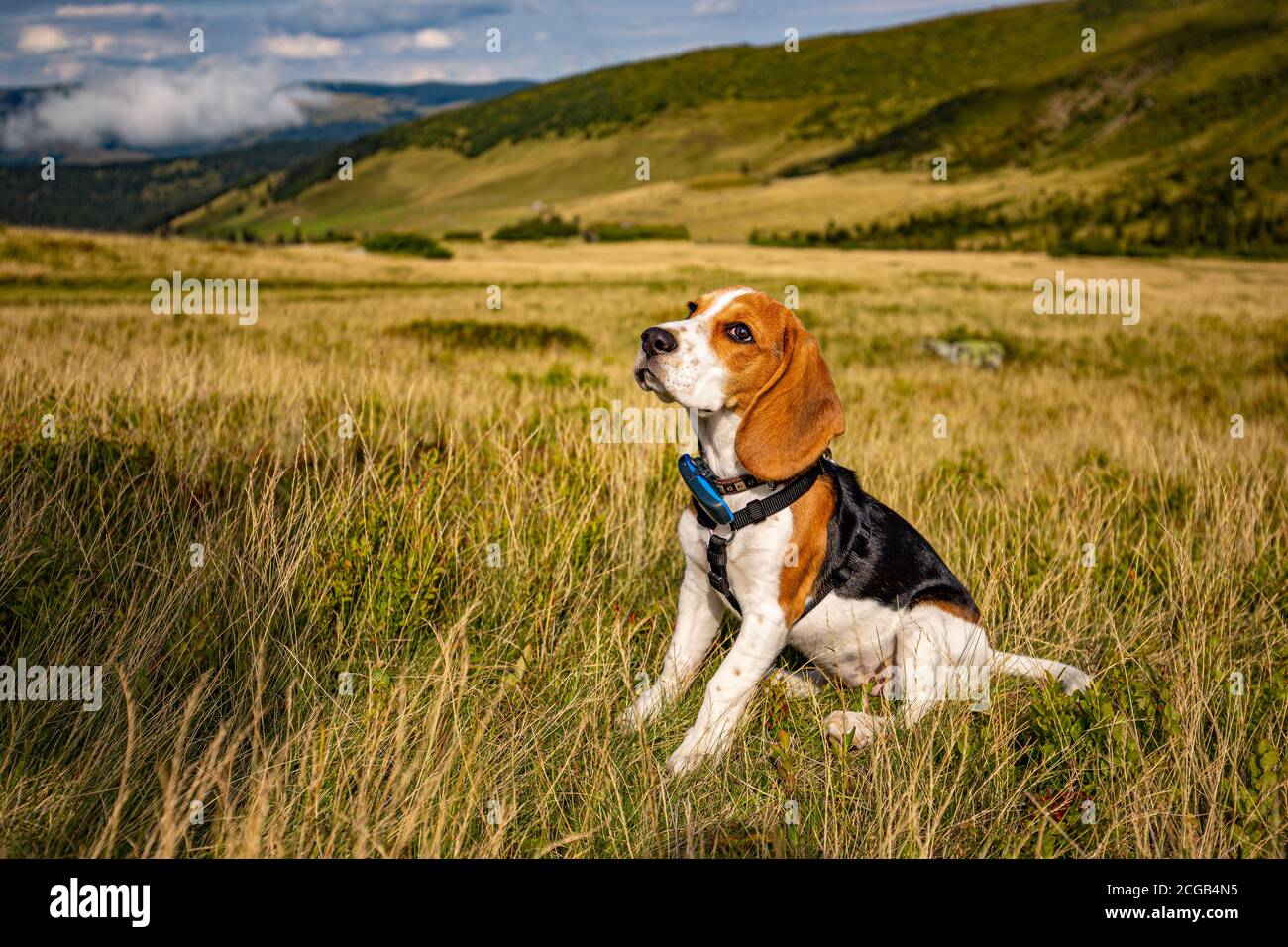 Portrait d'un chiot beagle sur le fond d'un belle montagne Banque D'Images