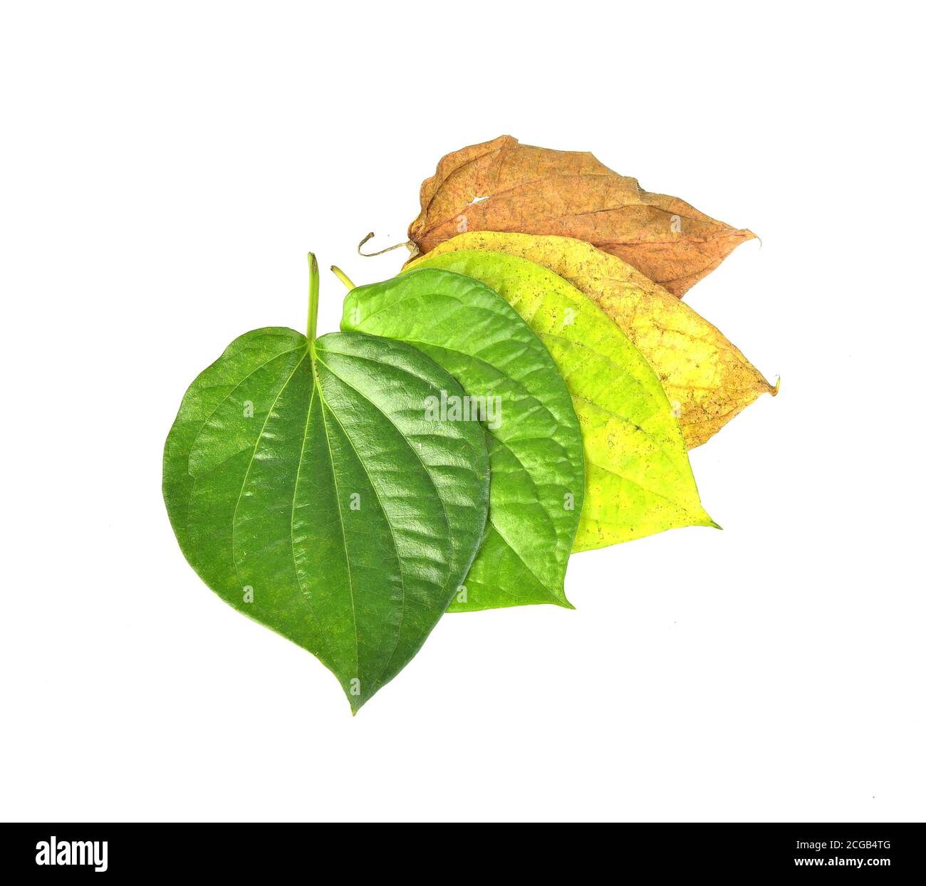 Vue de dessus de la couleur de feuille de bétel selon la croissance période isolée sur fond blanc Banque D'Images