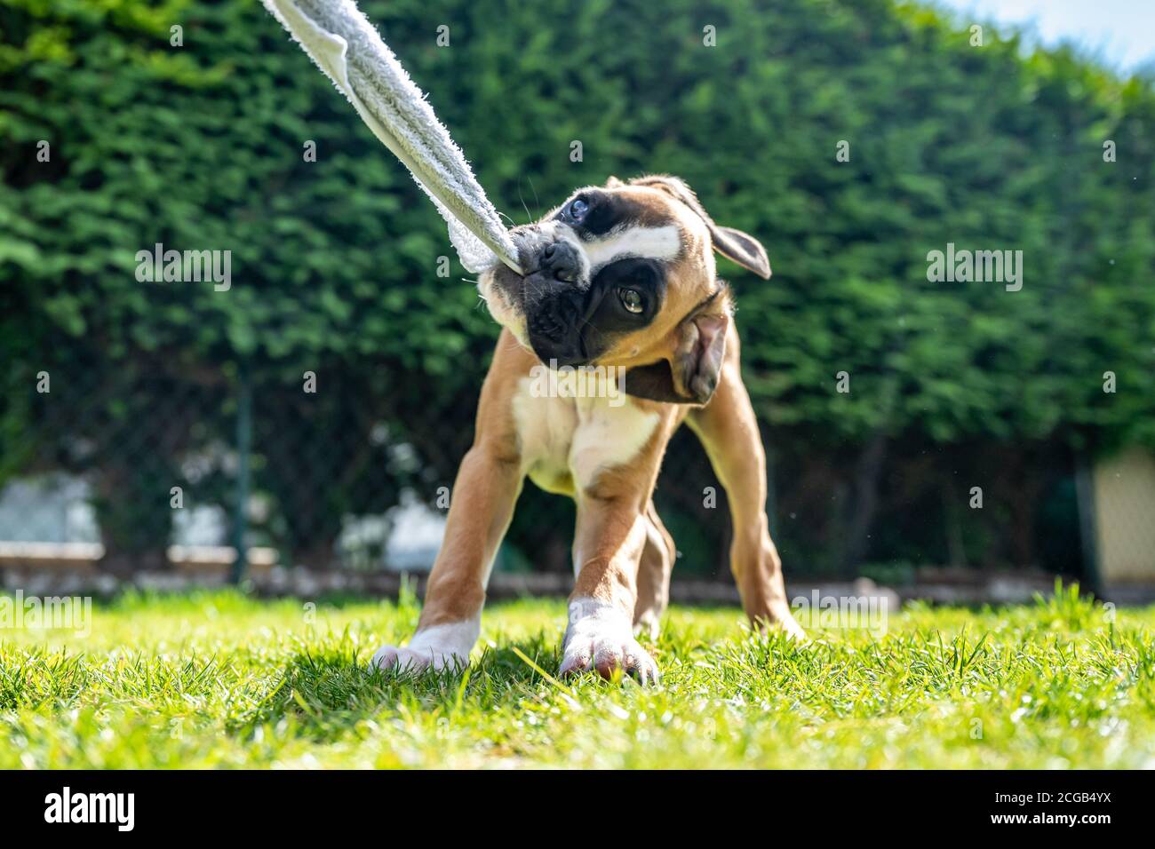 Chien boxeur allemand, doré et amusant, jeune chien chiot tirant sur une serviette dans le jardin. Banque D'Images