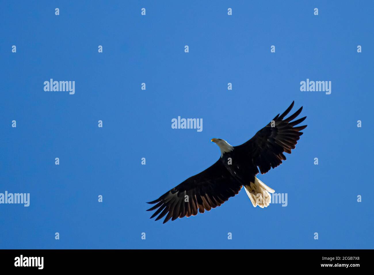 Gros plan au-dessus de la tête d'un aigle américain (Haliaeetus leucocephalus) qui glisse dans le ciel. L'image a été prise dans la réserve naturelle de Eastern Neck par Banque D'Images