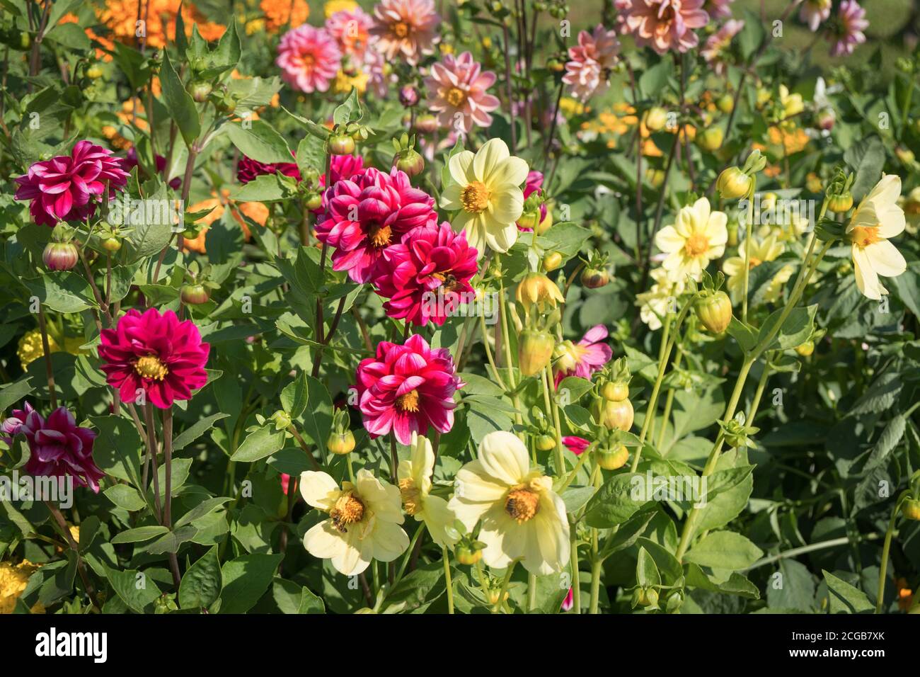 Arrière-plan de fleurs mini dahlia de variété drôle de gars sur un lit de fleur en automne. Banque D'Images