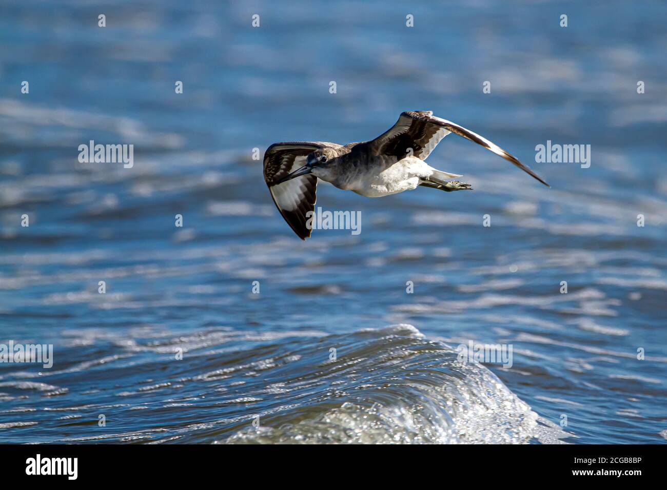 Gros plan image isolée d'un ponton semi-palmé (Calidris pusilla) survolant les vagues de l'océan Atlantique sur la côte de l'île d'Assateague. THI Banque D'Images