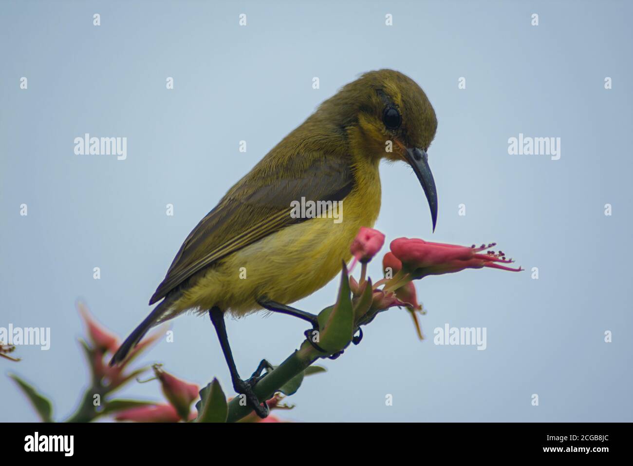 Hummingbird se nourrissant d'une fleur d'oiseau. Prise de vue avec NIKON D3400 Banque D'Images