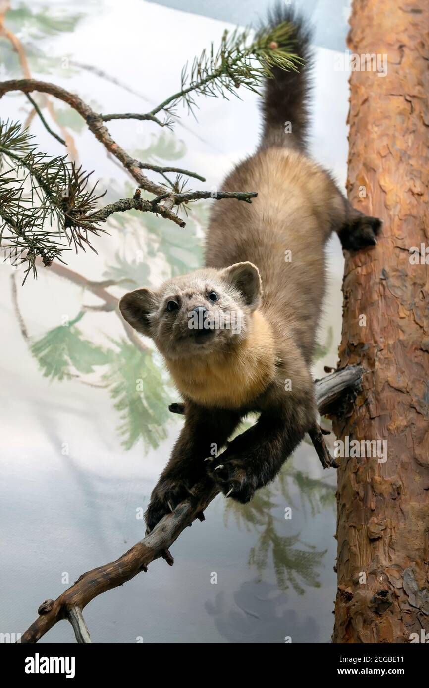 Se cacher pour la chasse. Vue avant et latérale. Bourré. Banque D'Images