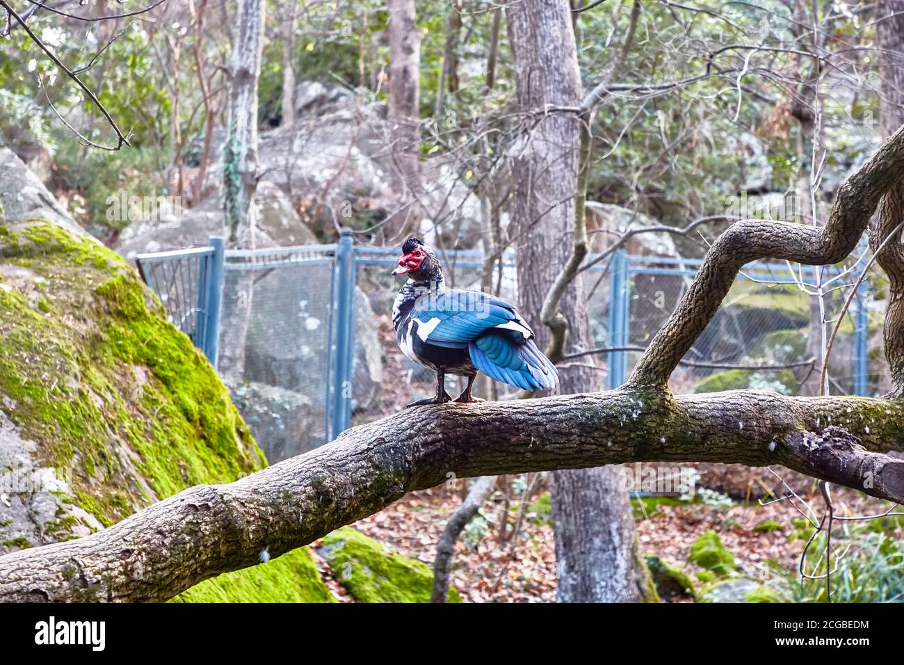 Big Duck Drake dans le parc Banque D'Images