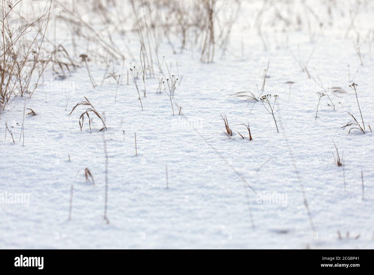 champ recouvert de neige, plantes sèches qui sortent de la neige en hiver Banque D'Images