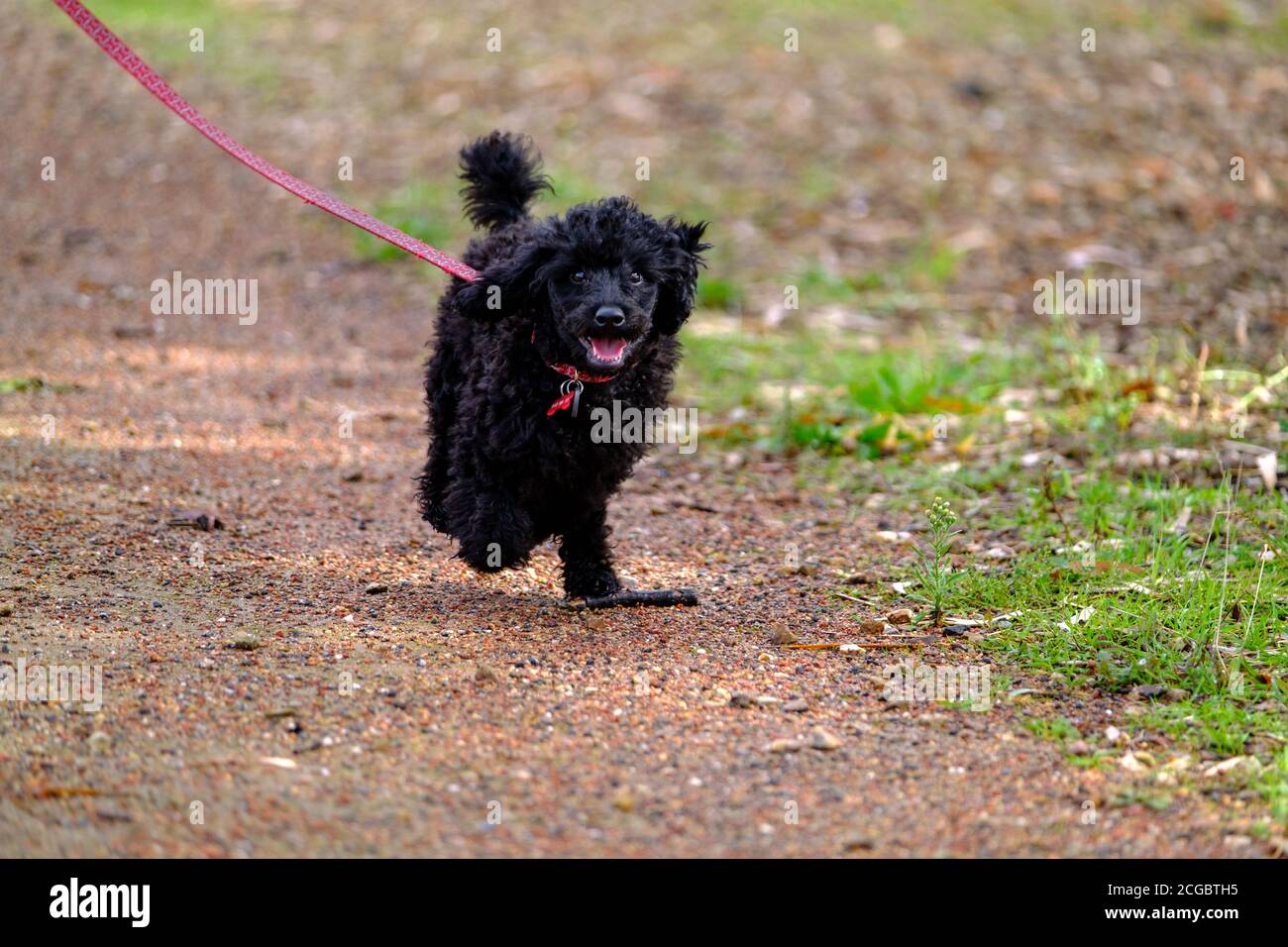 Un petit chiot noir qui s'exécute dans un parc Banque D'Images
