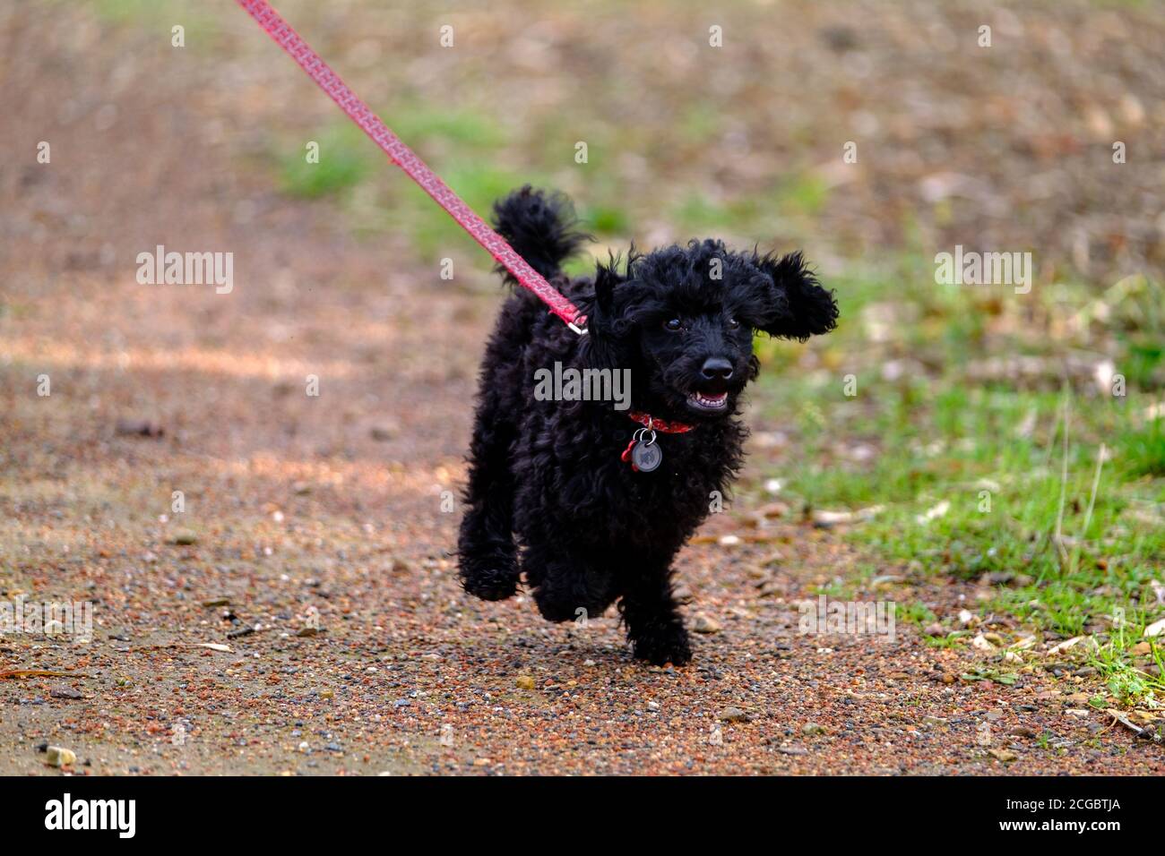 Un petit chiot noir qui s'exécute dans un parc Banque D'Images