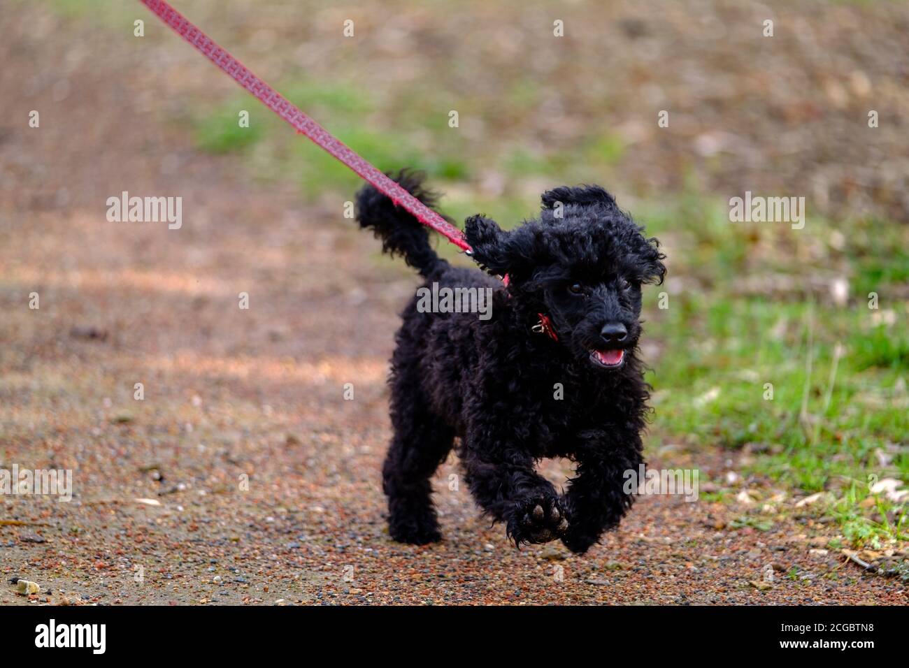 Un petit chiot noir qui s'exécute dans un parc Banque D'Images