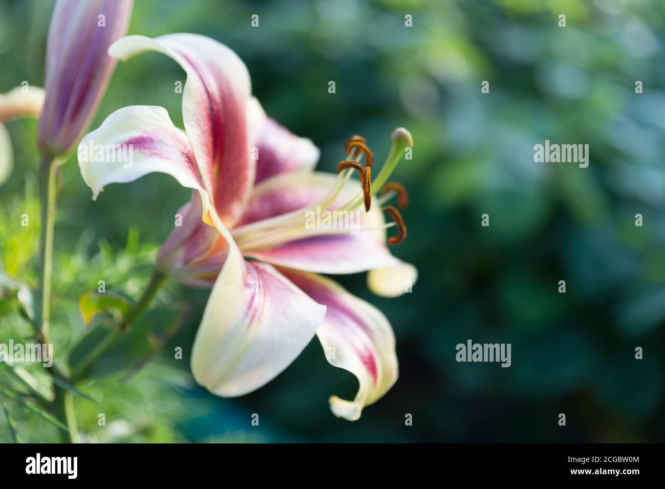 Magnifique jardin décoratif Lily blanche sur fond vert naturel. Banque D'Images