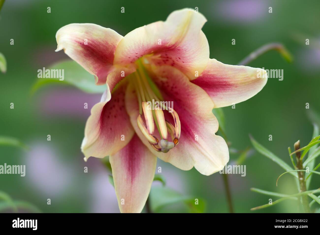 Fleur de beau nénuphars blanc et rouge sur fond vert naturel du jardin. Gros plan. Banque D'Images