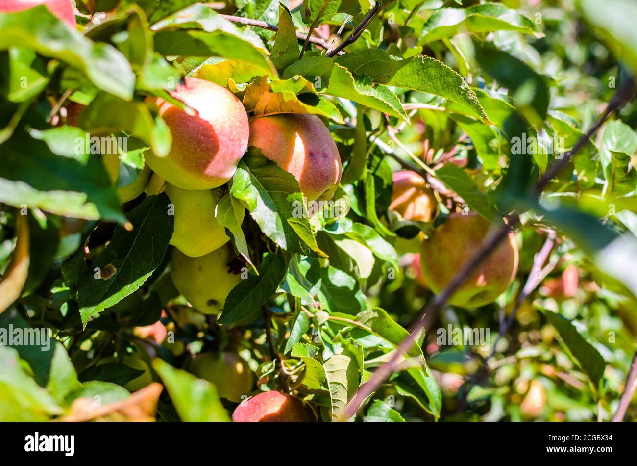 Les pommes biologiques frais mûrs sur branche d'arbre dans le verger. Tourné à l'extérieur du tas de pommes rouges prêts à être récoltés lors d'une journée ensoleillée. Banque D'Images