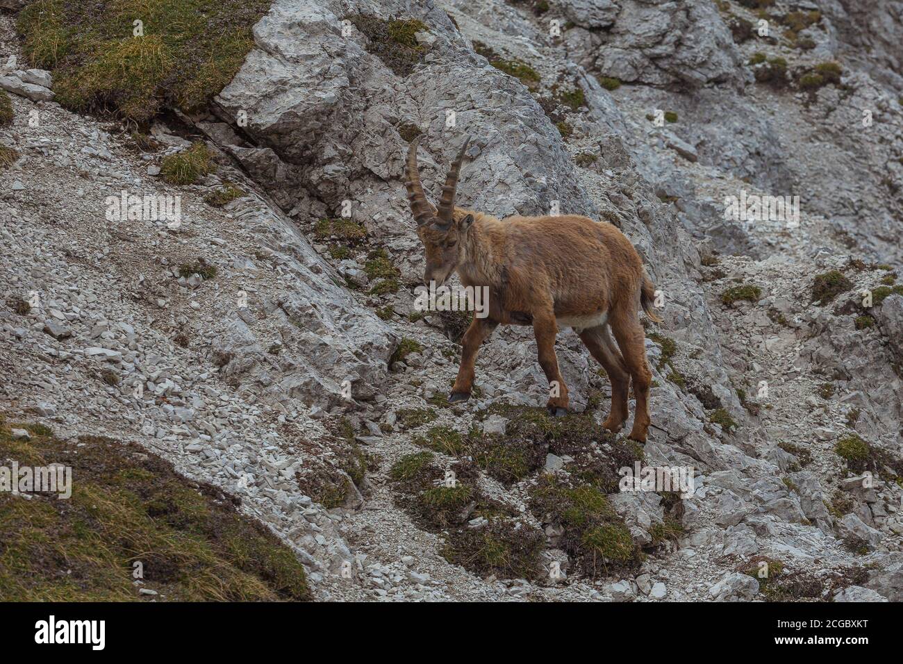 Jeune ibex marchant sur un terrain rocheux, Dolomites, Italie. La vie sauvage des animaux de haute montagne. Tir latéral Banque D'Images