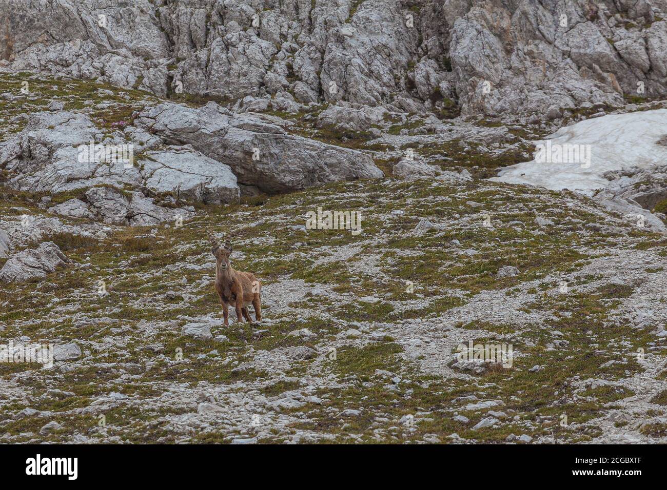 Jeune ibex marchant au pied d'un mur rocheux, Dolomites, Italie. La vie sauvage des animaux de haute montagne Banque D'Images