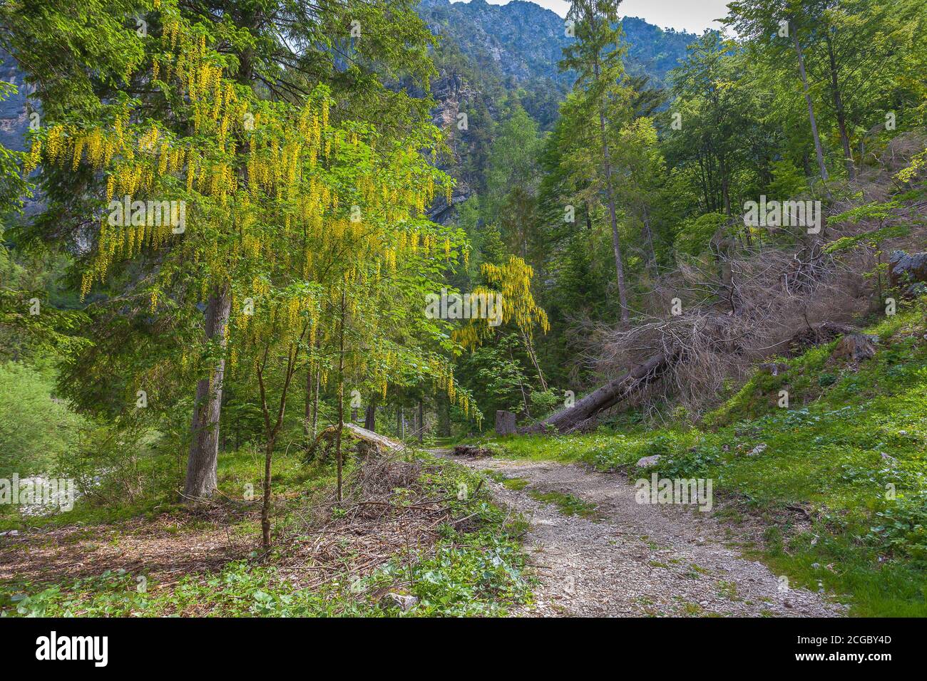 Route forestière à travers un bois avec des laburnums et des sapins en fleurs, vallée de Cellina, Italie Banque D'Images