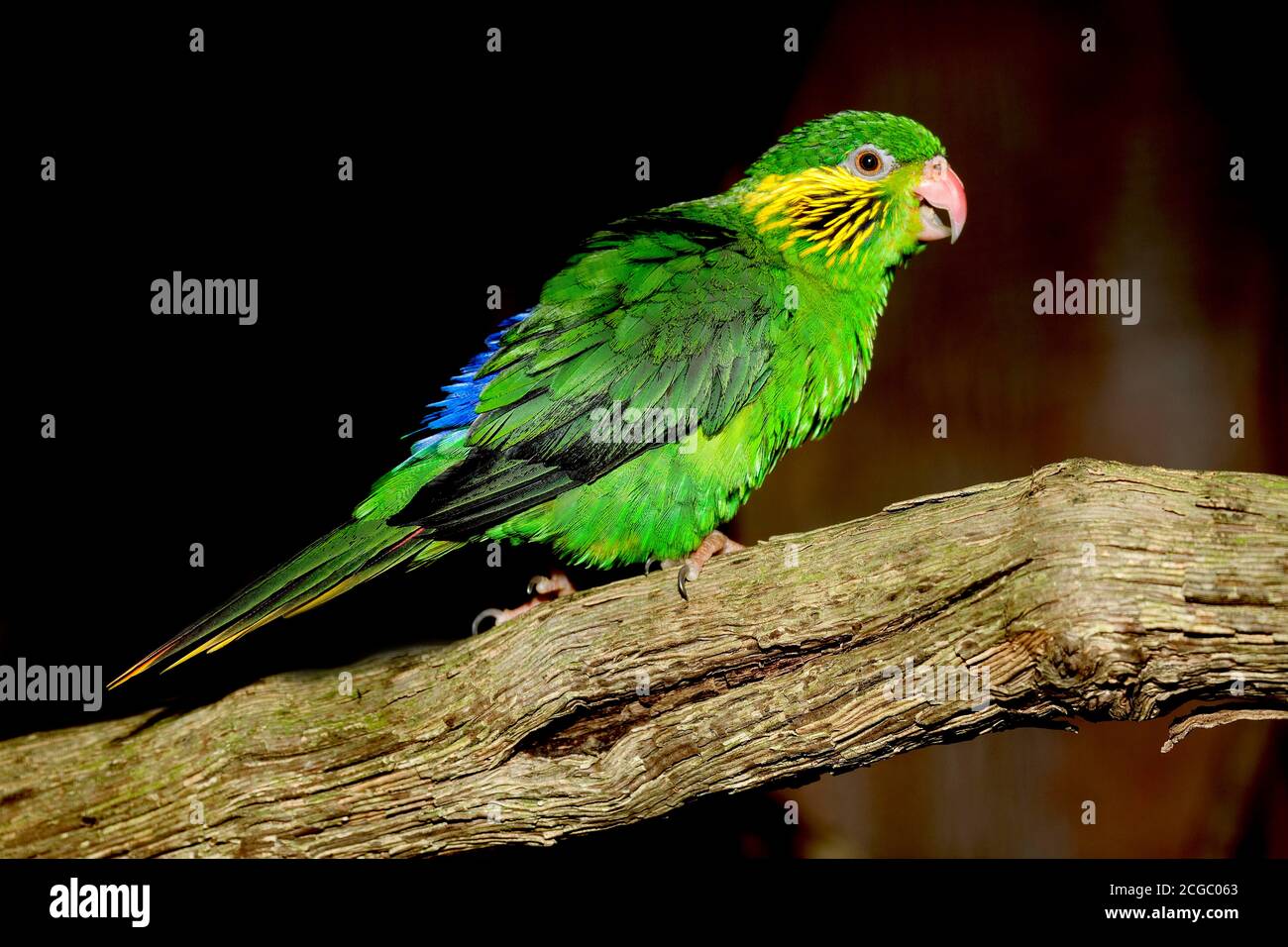 LORIKEET CHARMOSYNA PLACENTIS FLANQUÉ DE ROUGE, FEMME DEBOUT SUR BRANCHE Banque D'Images