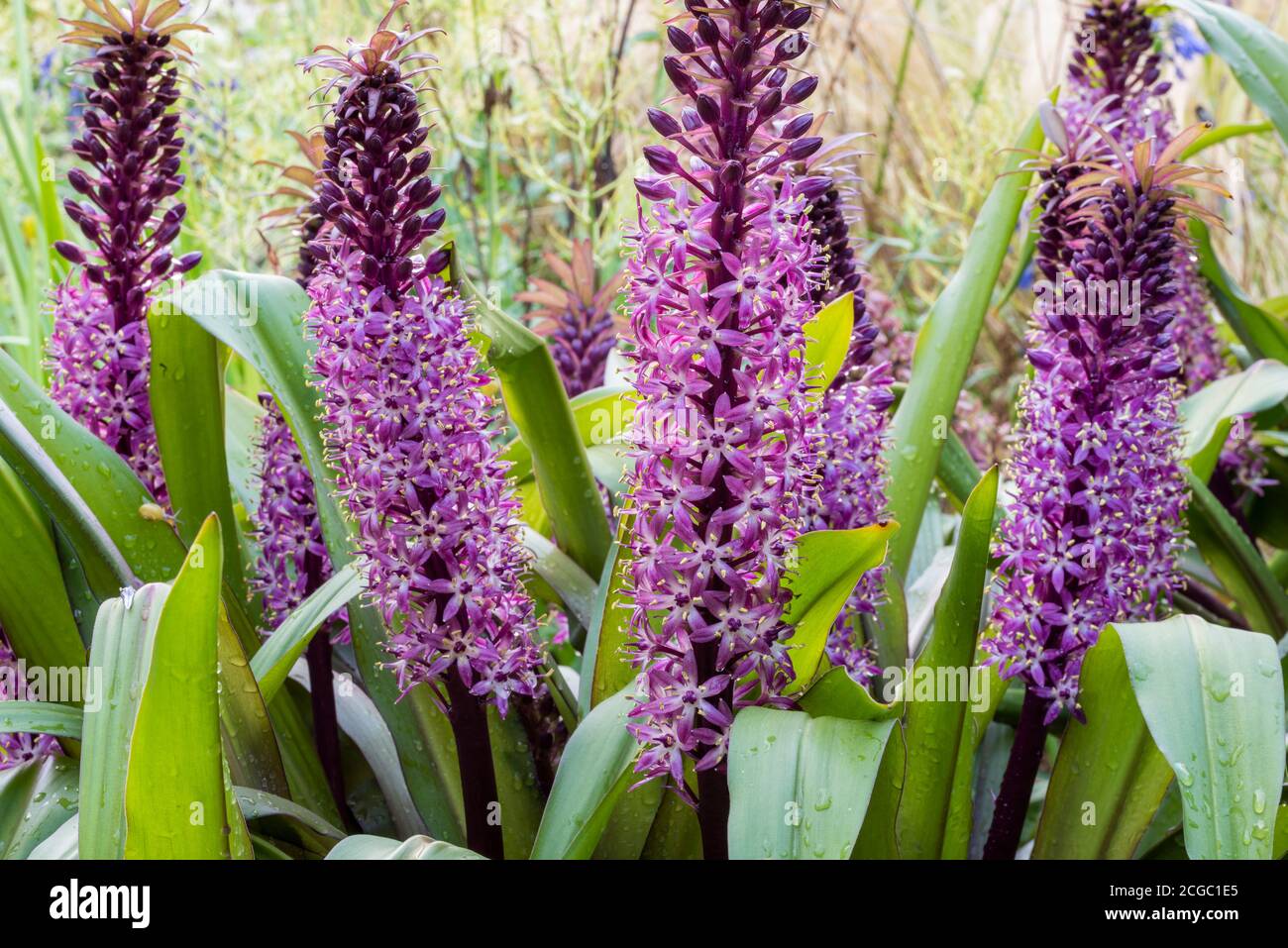 Épis de fleurs pourpres et magenta de nénuphars, Eucomis 'Joy's Purple', en bordure de style méditerranéen. La pluie tombe sur des feuilles vertes épaisses. Banque D'Images