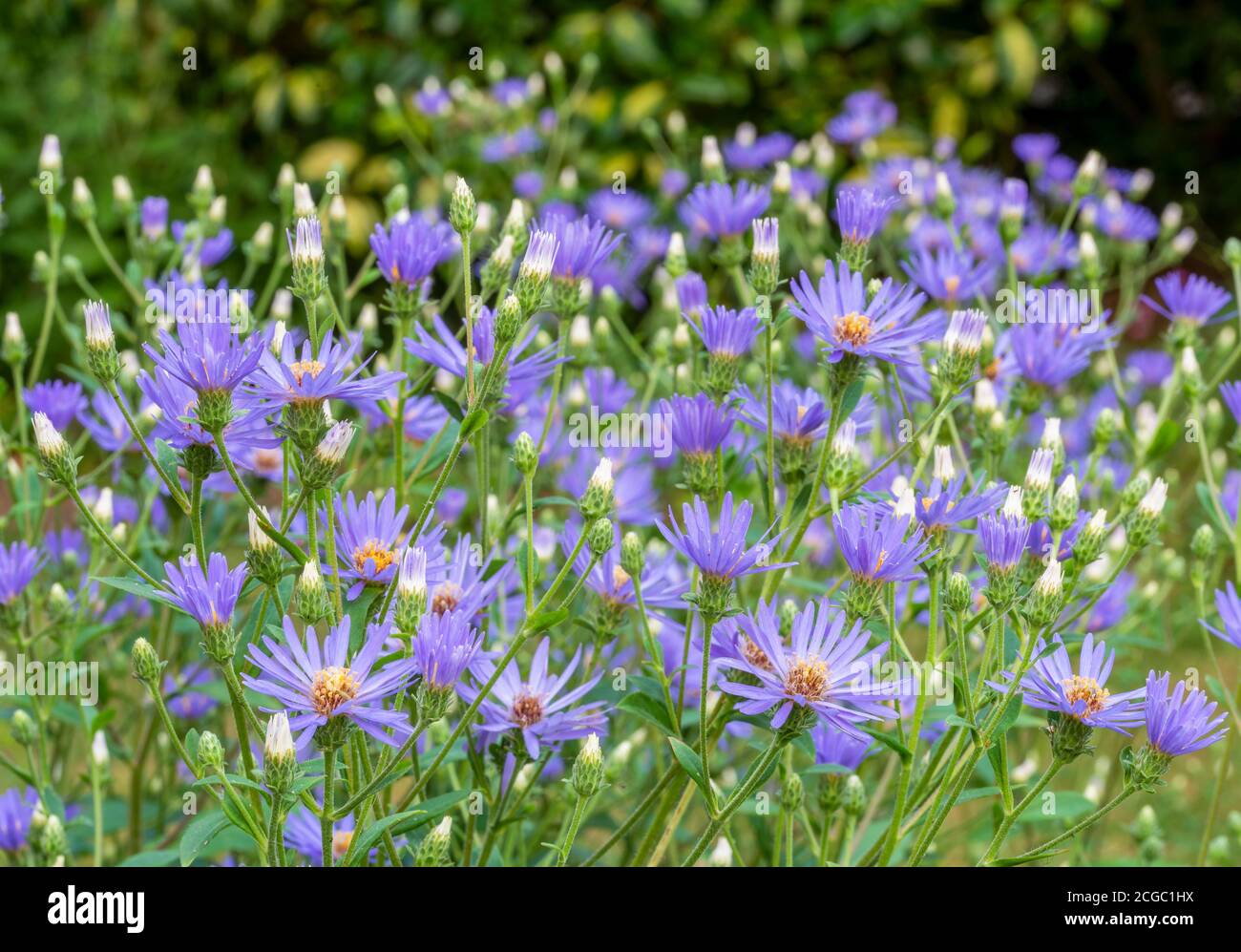 Groupe bleu lavande avec fleurs centrales jaunes de Michelmas Daisy, Eurybia x herveyi «Twilight» (Aster macrophyllus «Twilight»). Banque D'Images