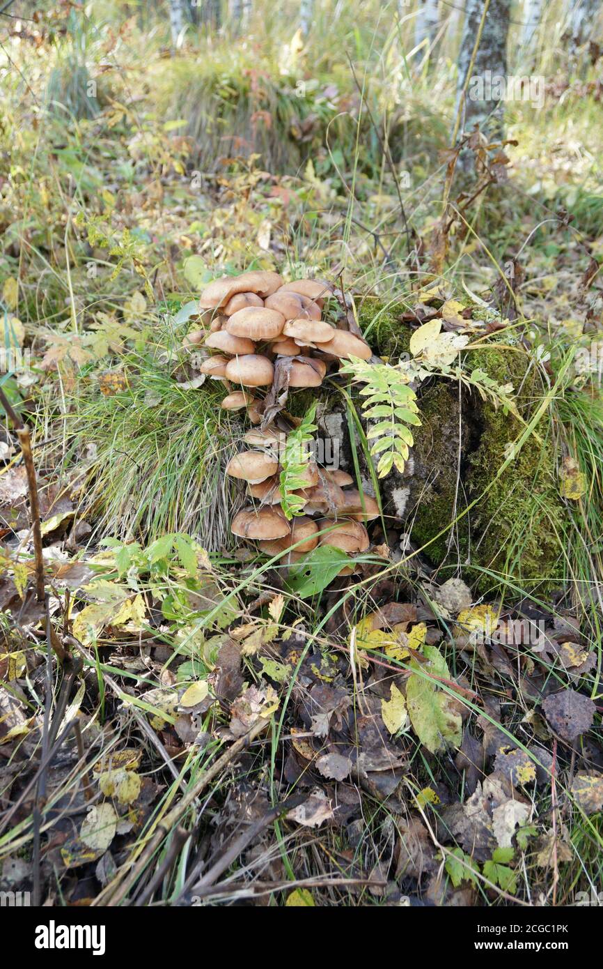 Un groupe de champignons Northern Honey agaric (Armillaria borealis) pousse sur une souche sur fond d'automne forêt Banque D'Images