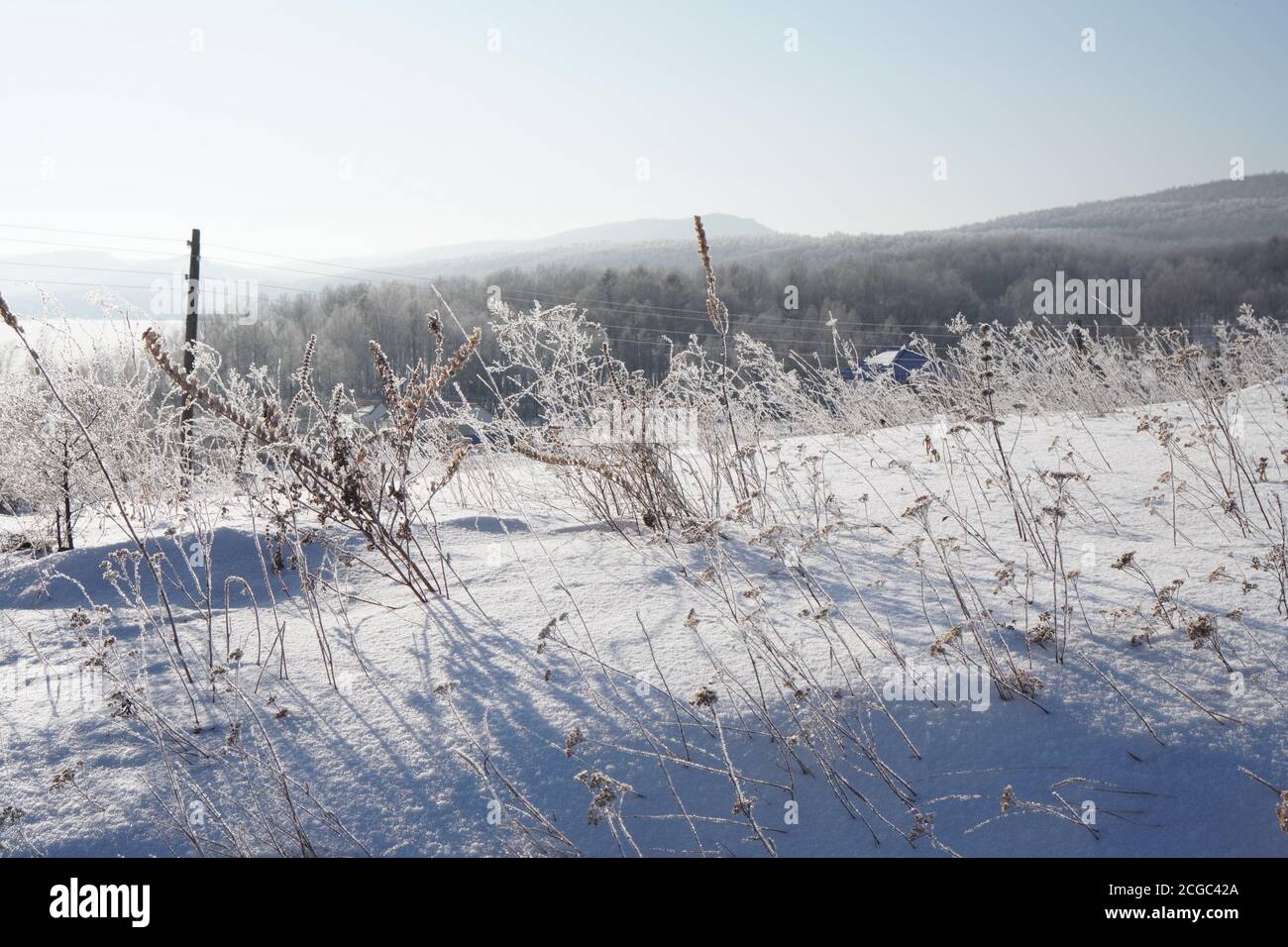 Les fleurs séchées des prairies, recouvertes de cristaux de glace, collent leur chasse-neige sur le fond de la forêt. Banque D'Images