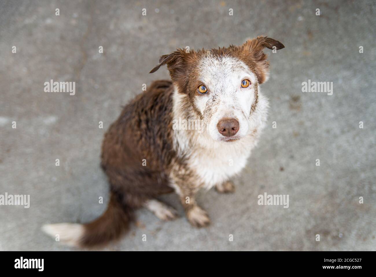 Chien de compagnie collie de bordure sale après avoir roulé dans la boue, regardant l'appareil photo Banque D'Images