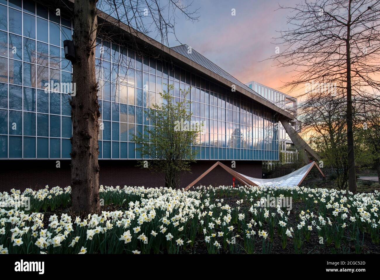 The Design Museum, Londres, au crépuscule, vue extérieure, élévation à façade vitrée, jardin aux formes incurvées et fleurs de jonquilles Banque D'Images