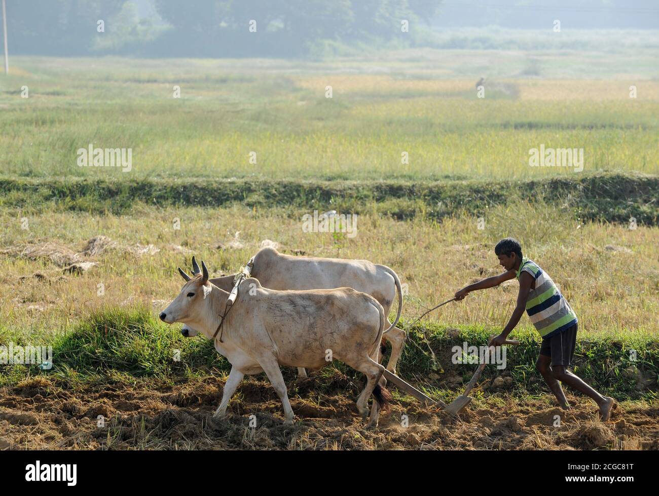 INDE, Jharkhand, Chaibasa, Adivasi, Ho tribu, agriculture avec ox / INDIEN, Jharkhand , Chaibasa , Dorf Baikanki , Ho Ureinwohner, pfluegen mit Ochsen Banque D'Images