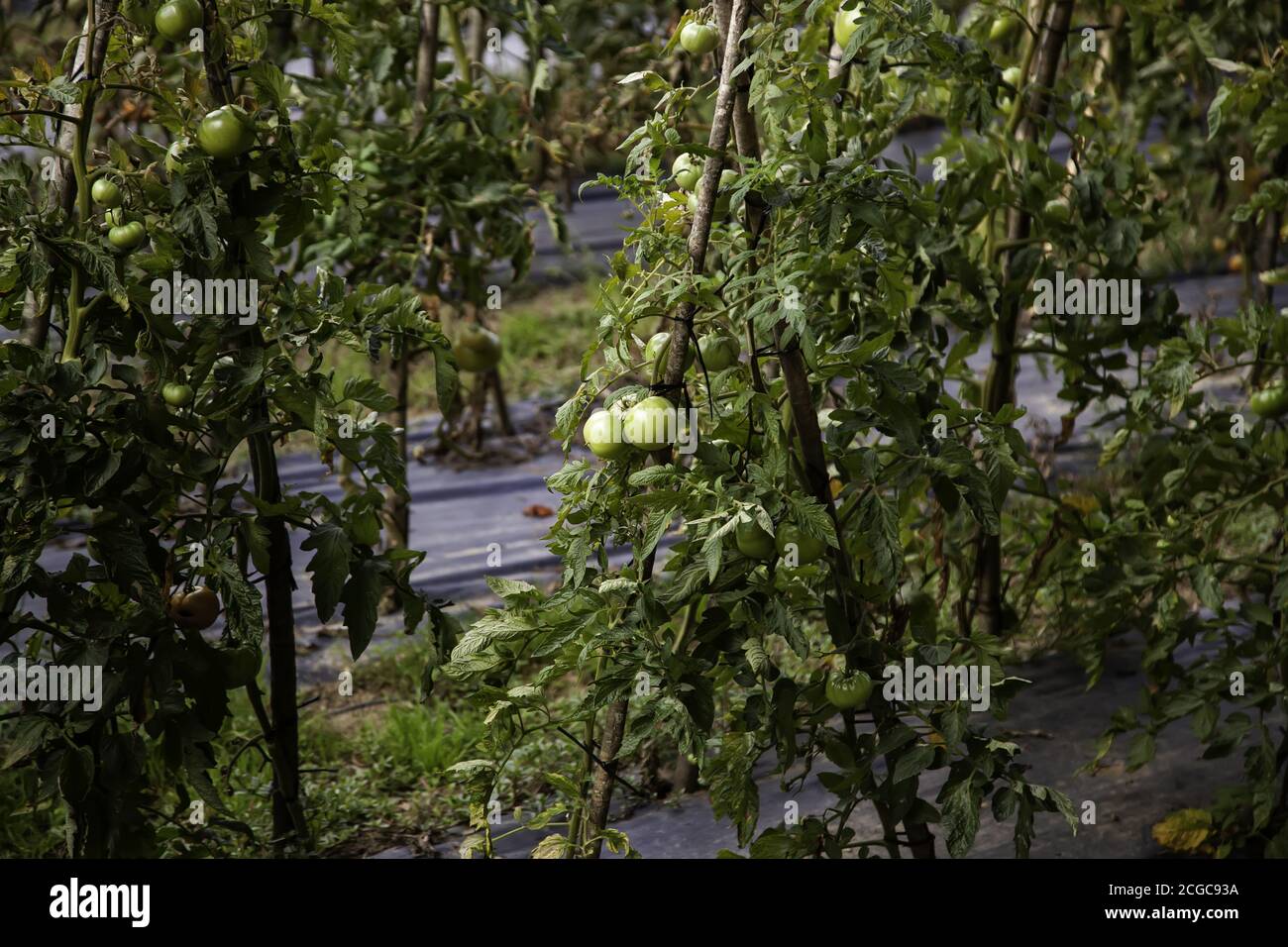 Plantation de tomates biologiques dans le potager, l'agriculture et la récolte Banque D'Images