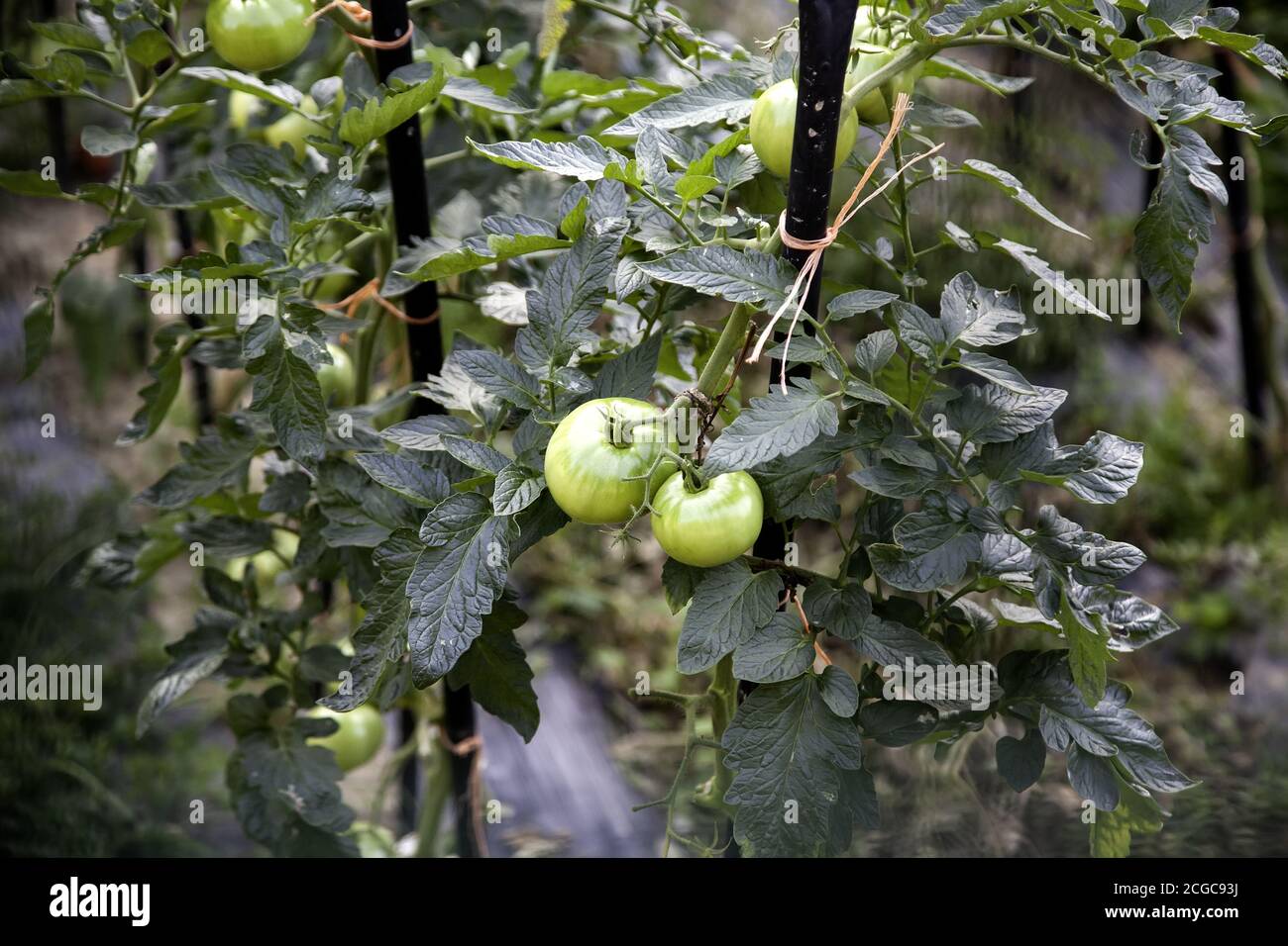 Plantation de tomates biologiques dans le potager, l'agriculture et la récolte Banque D'Images