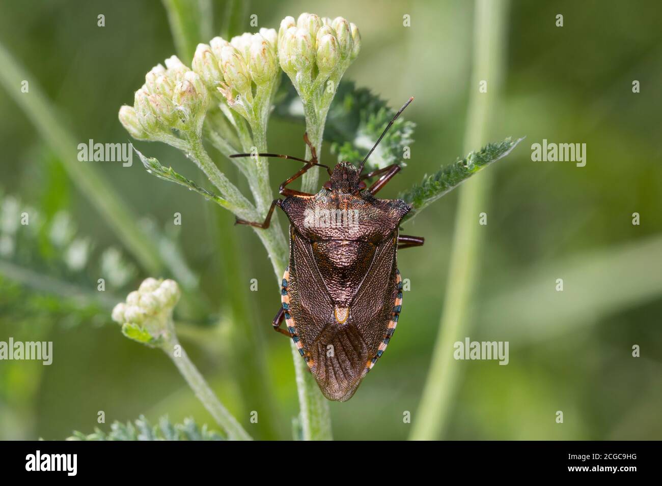 Rotbeinige Baumwanze, Pentatoma rufipes, insecte forestier, insecte de protection à pattes rouges, la punaise à pattes rousses, la punaise des bois, Baumwanzen, Pentatomidae Banque D'Images