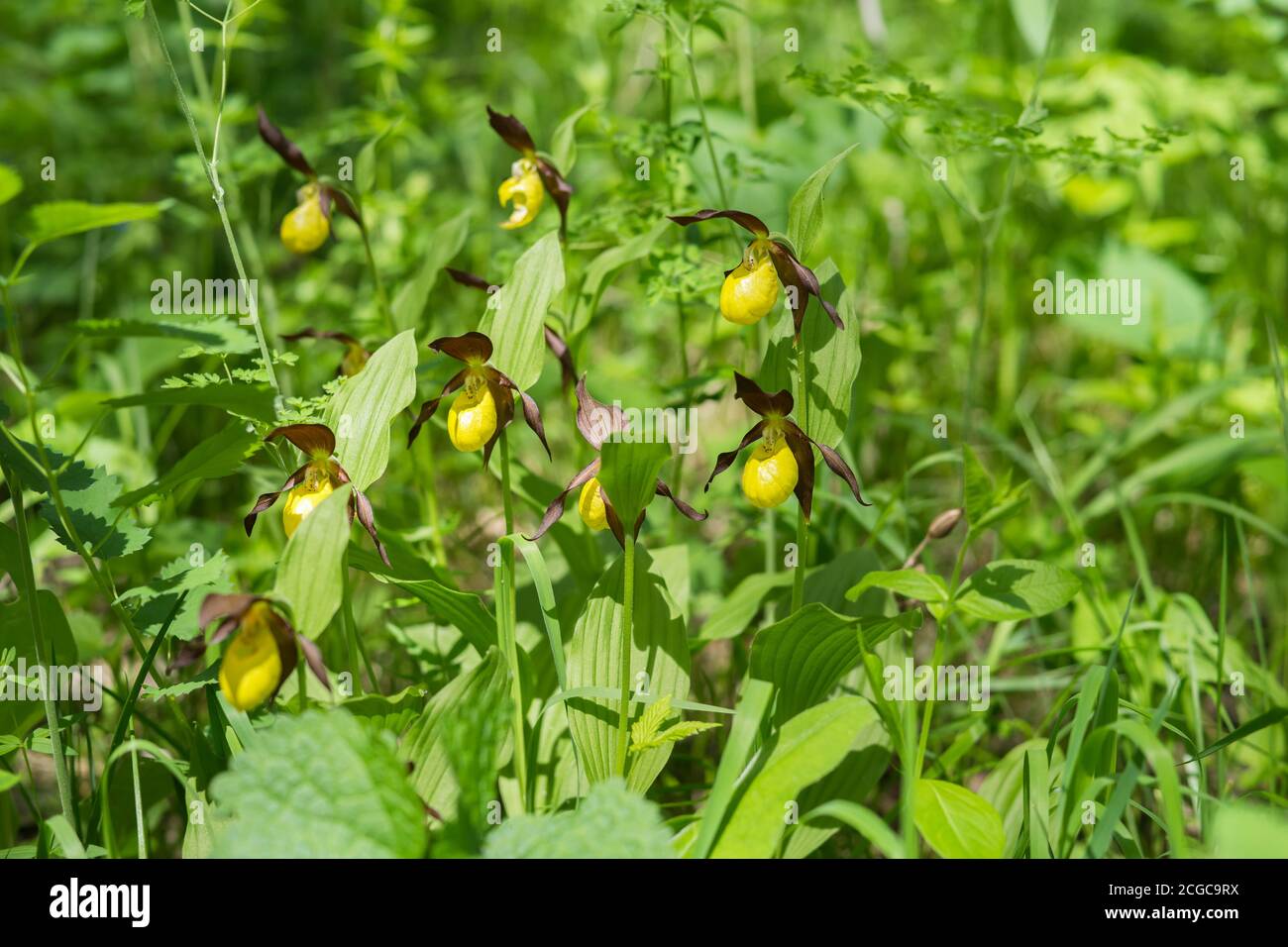 Grandir dans l'ombre du Bush de rare Orchidées jaune sauvage espèce Lady's Slipper (Cypripedium calceolus) dans une herbe verte de forêt sur une da d'été Banque D'Images