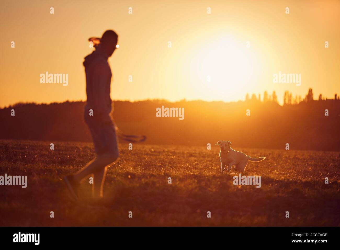 Homme lançant un disque volant pour son chien. Propriétaire d'animaux avec labrador Retriver sur le terrain pendant la promenade au beau coucher du soleil. Banque D'Images