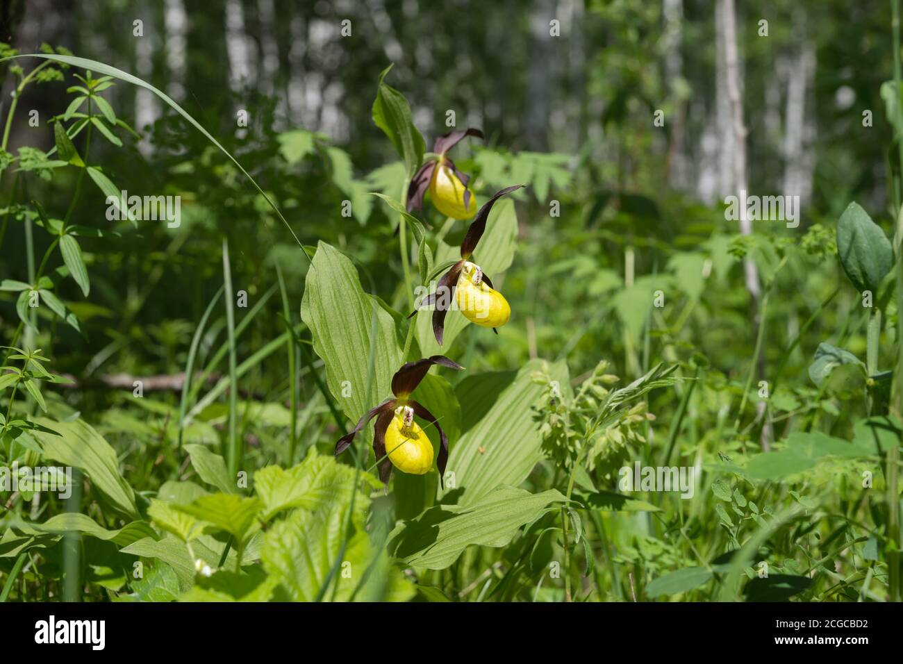 Le genre de disparition d'orchidées jaunes grandiflora Lady's Slipper (Cypripedium calceolus) dans un bosquet de bouleau. Banque D'Images