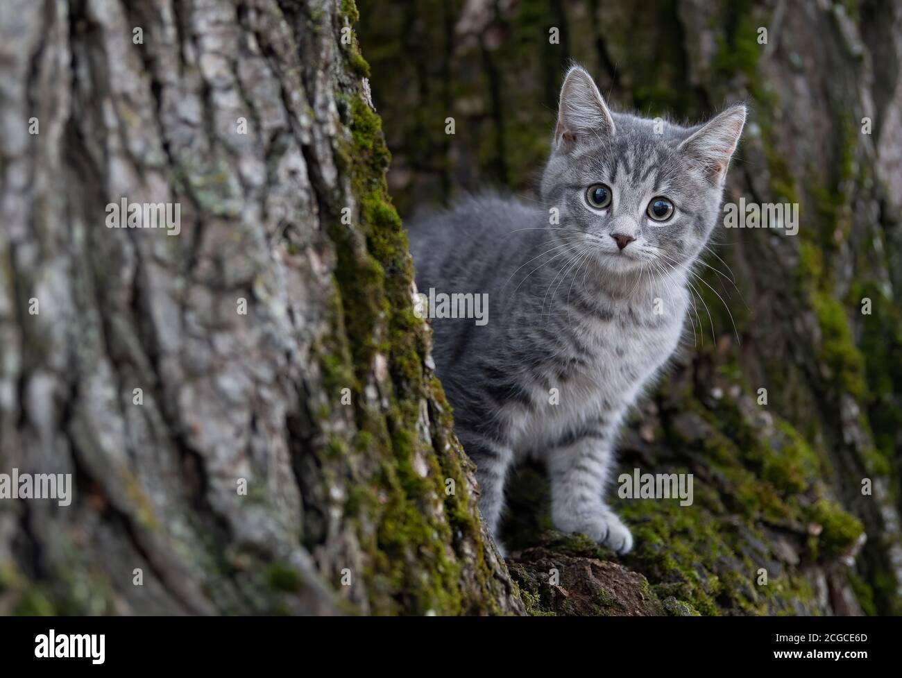 Petit chat nordique, chaton, arbre d'escalade Banque D'Images