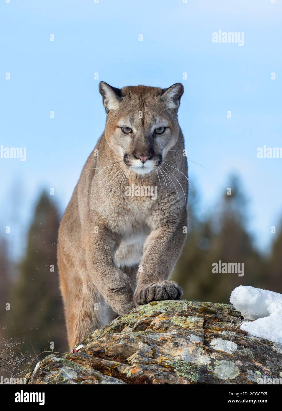 Cougar ou Mountain lion (Puma concolor) marchant dans les montagnes dans la  neige d'hiver au Montana, États-Unis Photo Stock - Alamy